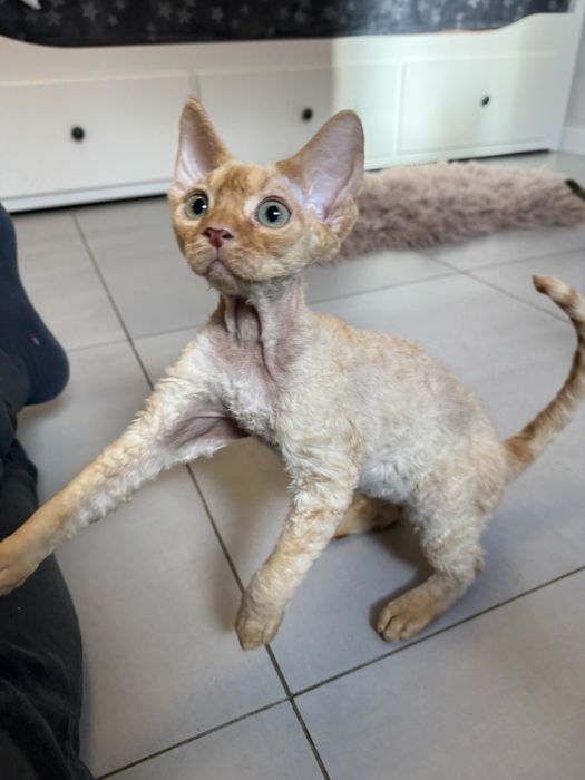 Piękny Kocurek Devo Rex!!!