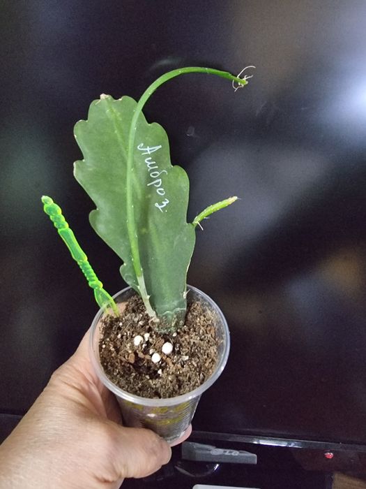 Епіфіллум эпифиллум Ambrosia