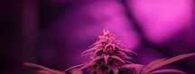 Grow LED ECO pro 55W cветильник Фитолампа 100% результат Full Spectrum