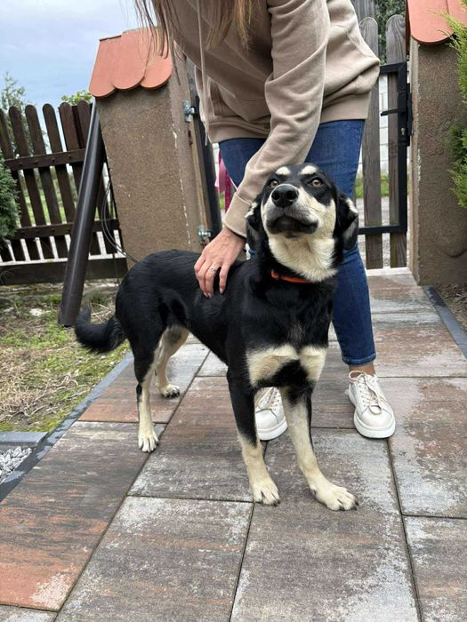 Spartunia młodziutka suczka do adopcji