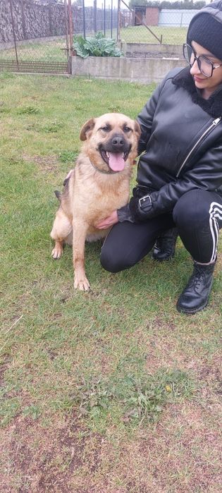 Koko sunia do adopcji