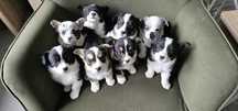 Welsh Corgi Cardigan DZIEWCZYNKA