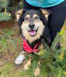 Kobiś żył w boksie w polu. Kochany tulaśny, do adopcji