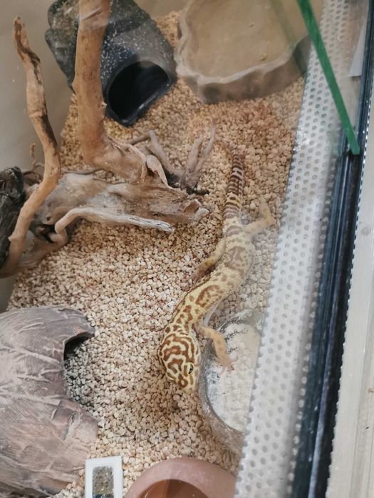 gekon lamparci z terrarium