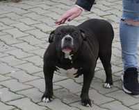 American Bully Suczka