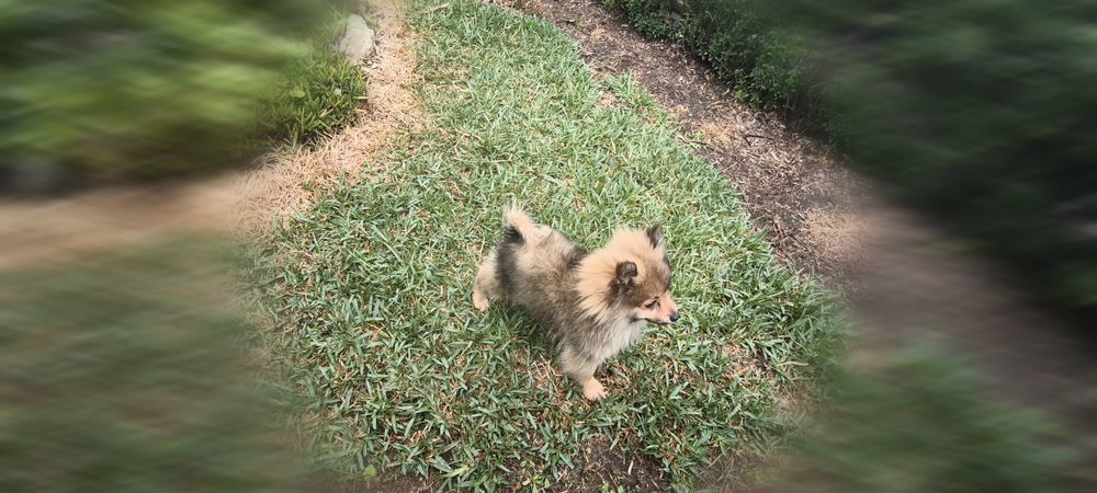 Spitz alemão anão Lulu da Pomerânia hiper miniatura criado em ambiente