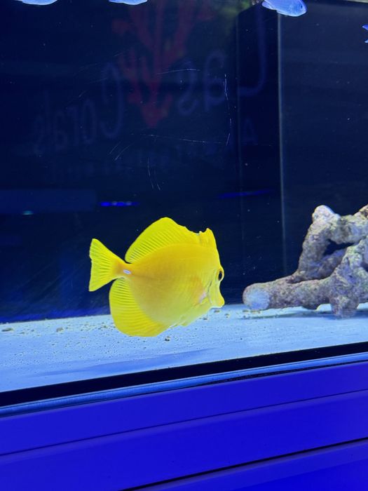 Zebrasoma Flavescens M/L 12-15 cm Likwidacja Akwarium Morskie żółtek