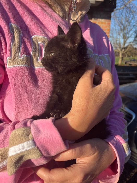 Віддам в хороші руки