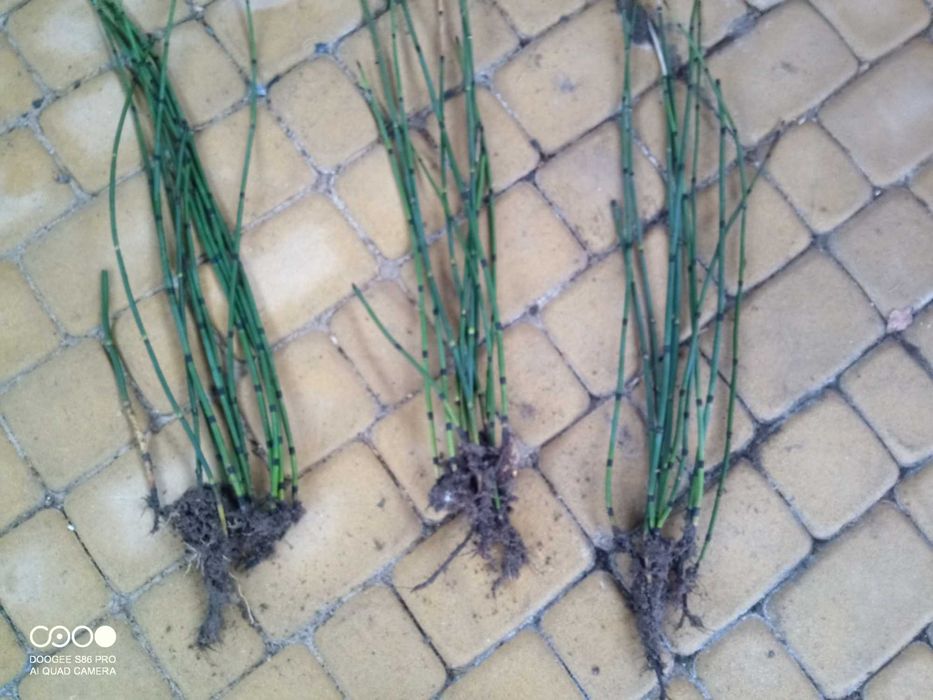 Skrzyp zimowy (zimozielony)