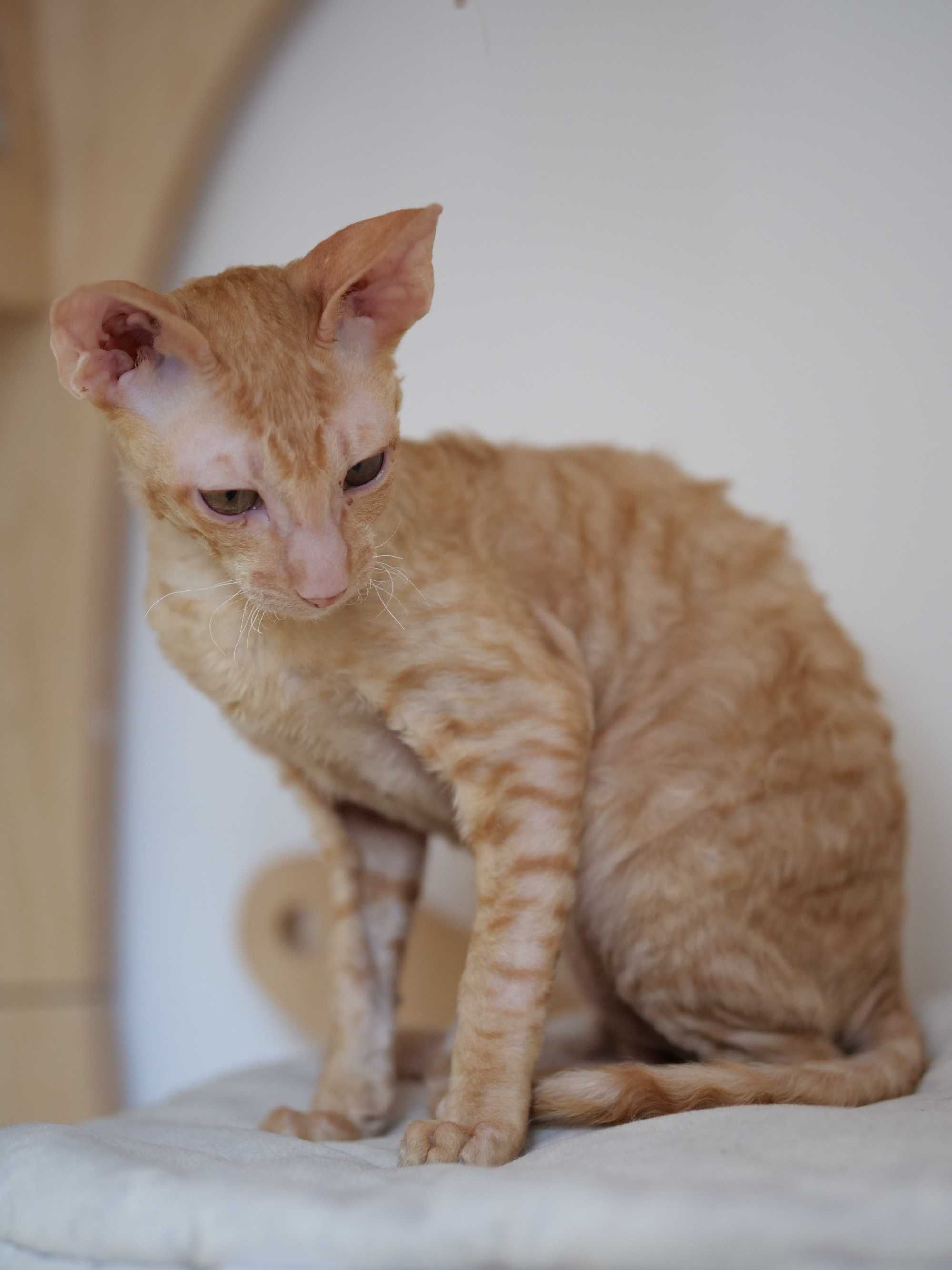 Cornish Rex, kocurek Baranek szuka swojego człowieka