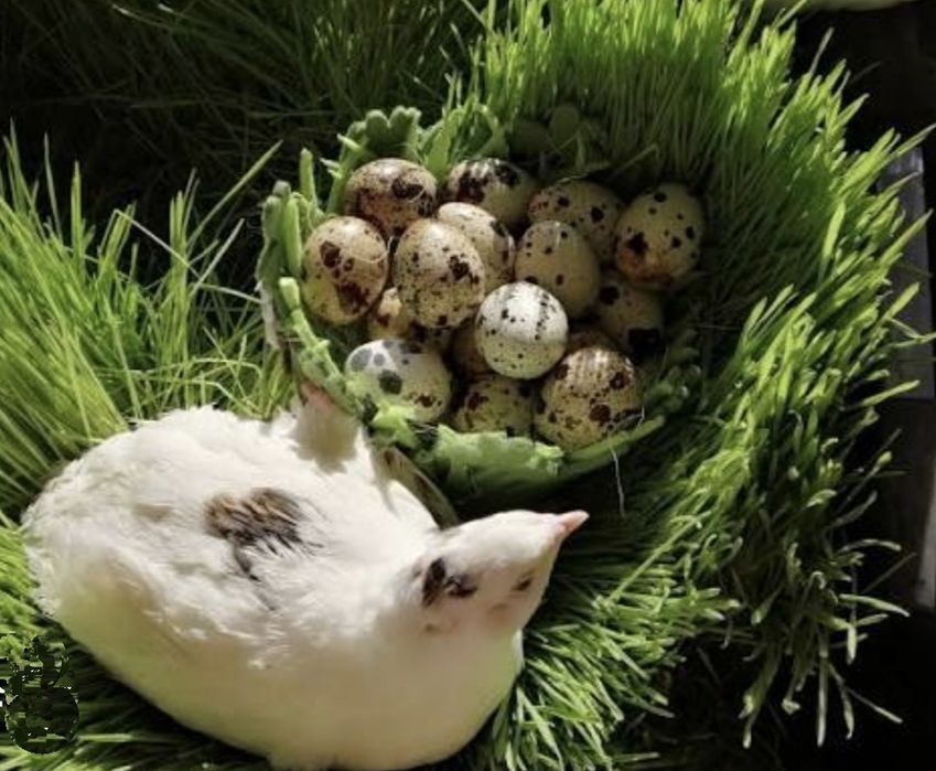 с.Кочережки Перепелині яйця, інкубаційне яйце (Техас)