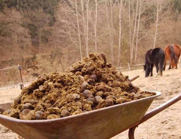 Sprzedam obornik koński – 100% naturalny, ekologiczny