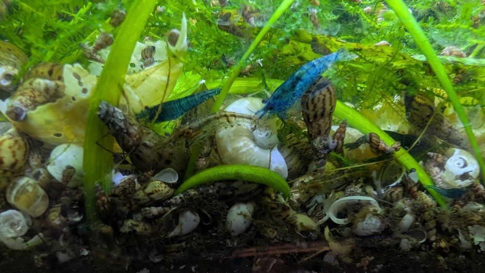 Camarões Neocaridinas Wild