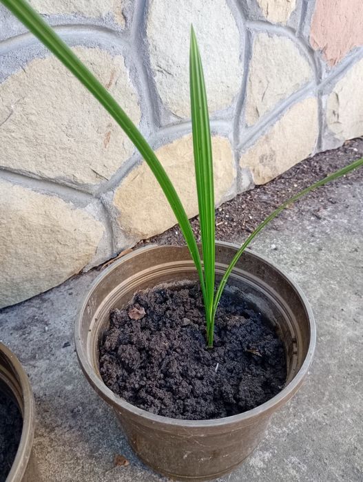 Фінікова пальма домашня