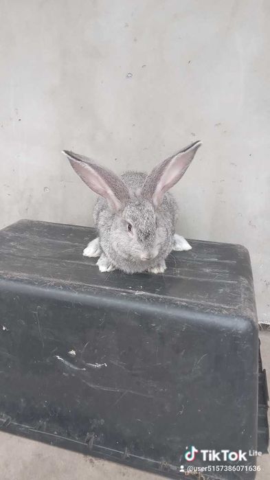 Кролики шиншили, боргундія і віденські голубі