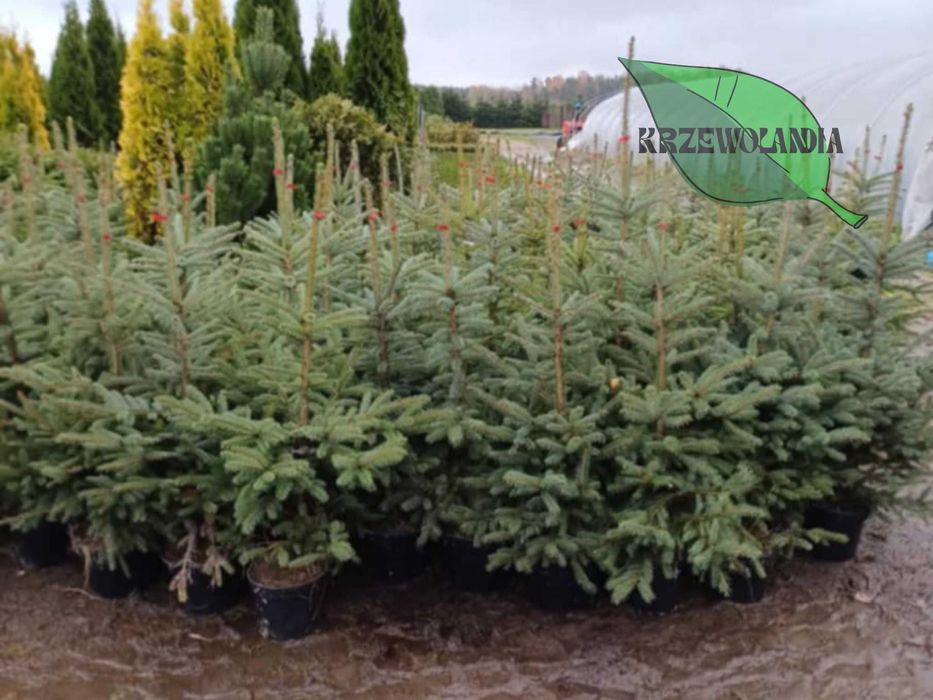 Świerk srebrny rosnący w donicy lub kopany do donicy – 20–150 cm