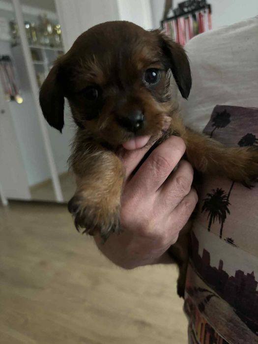 Szczeniaki 2 miesięczne