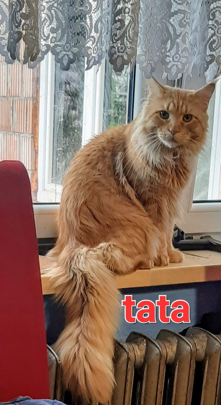 Sprzedam kocurka rasy Maine Coon urodzonego 27.03.2025  o imieniu Dawd