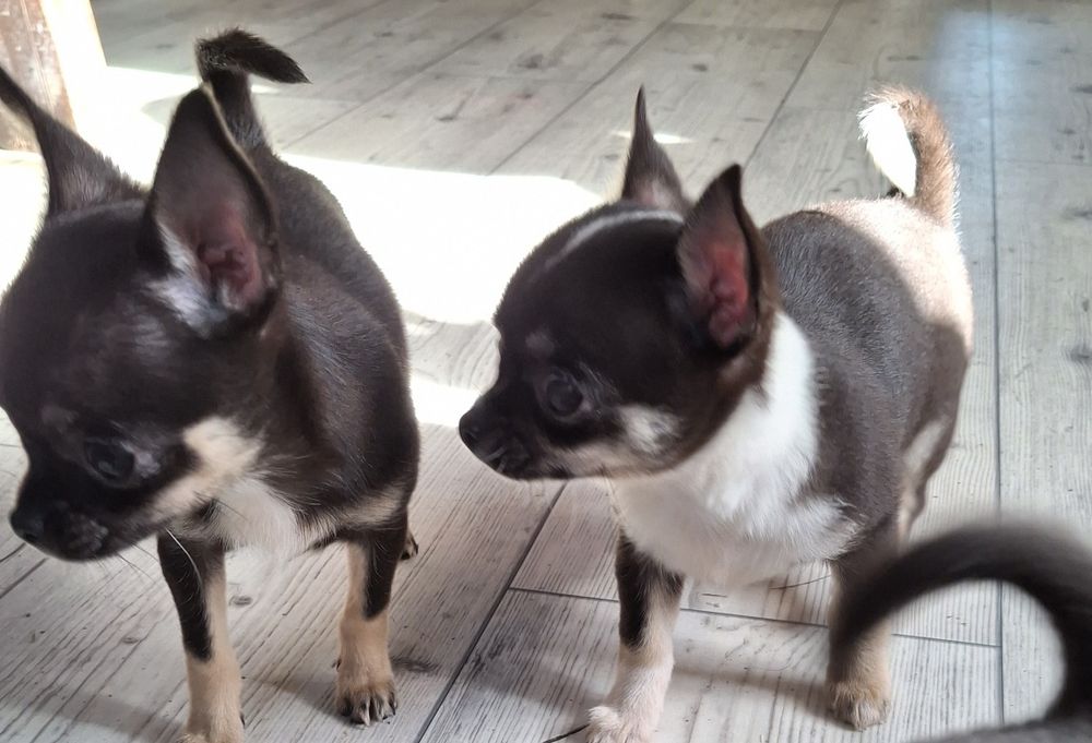 Chihuahua Tricolor