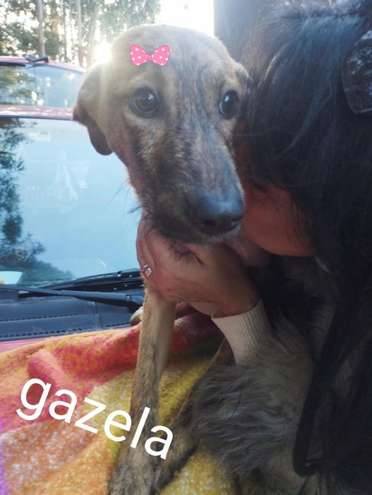 Gazela para adoção muito responsável