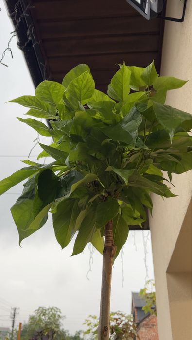 Катальпа Нана, Catalpa Nana