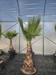 Washingtonia robusta – waszyngtonia wyniosła