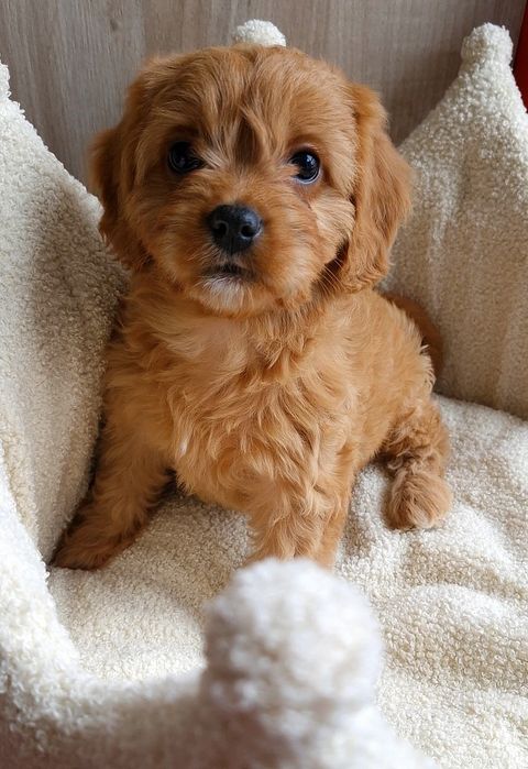 Suczka Cavapoo f1 ** Havana  **