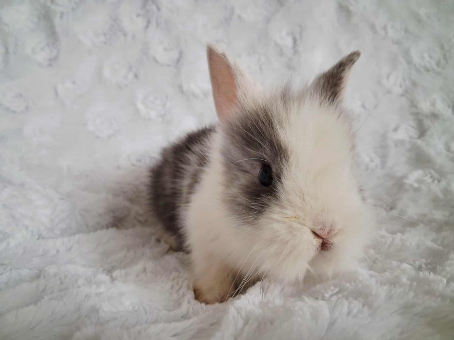 Malutkie kroliki - krolik miniaturka - mini teddy tex zapraszam