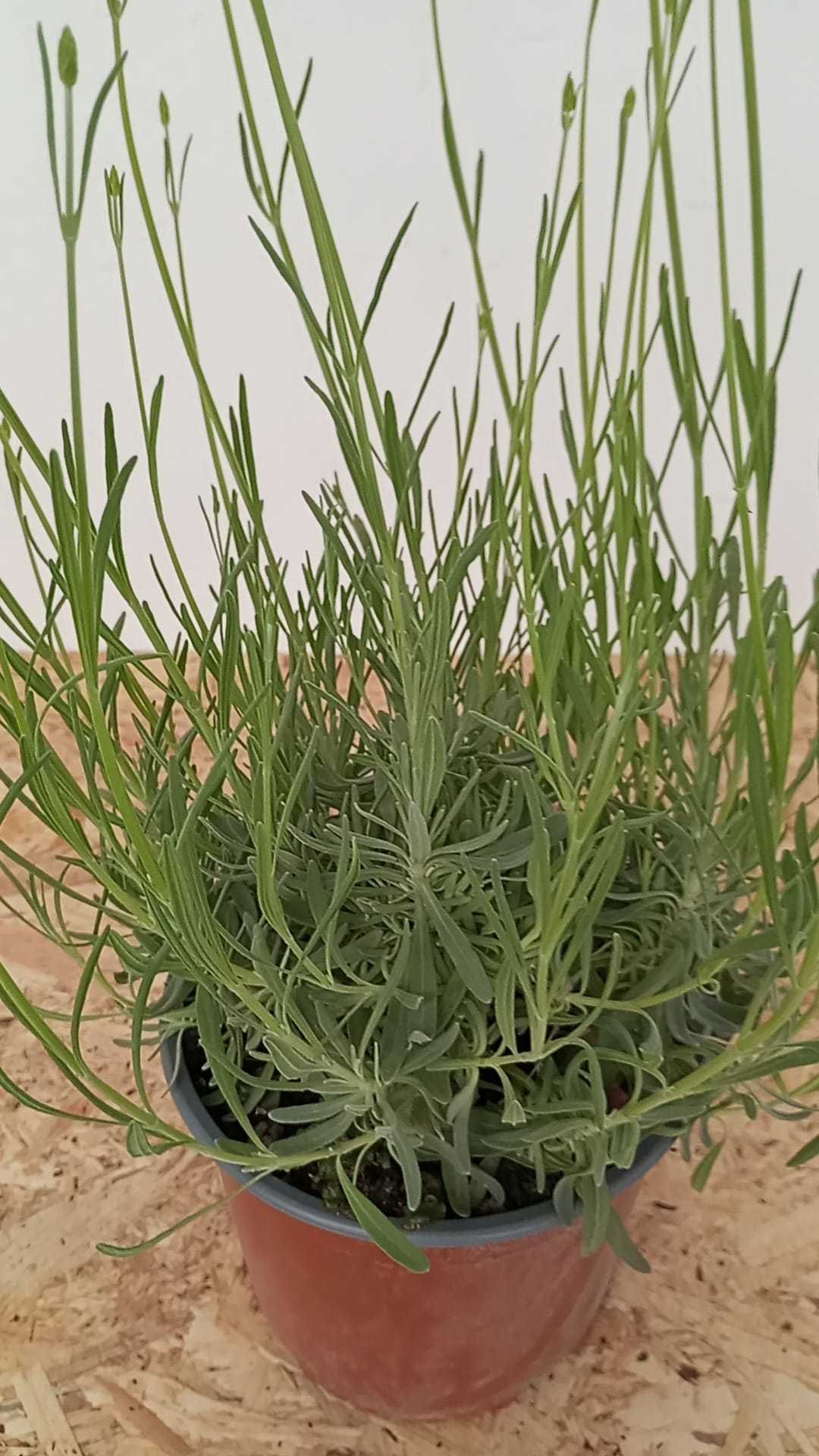 Lavandula Angustifolia