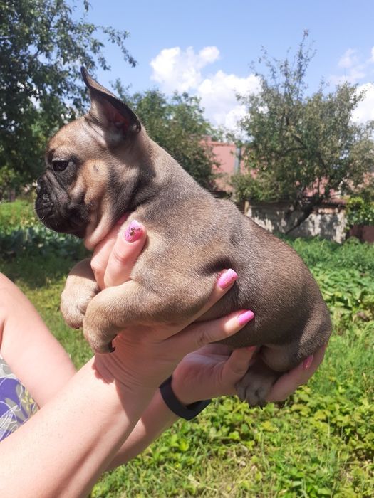 Продам щенков французского бульдога