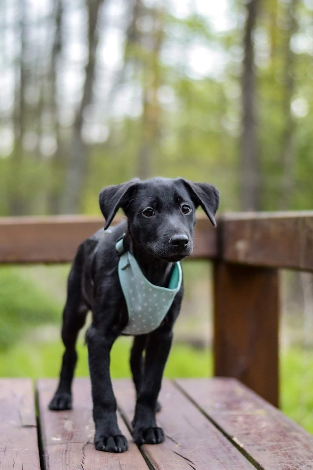 Szczeniak do adopcji pies szuka domu