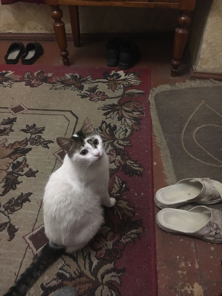 Отдам бесплатно кошку