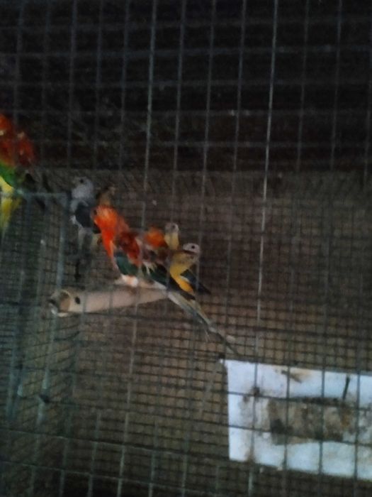 Red rumpds opalinos laranja e azuis