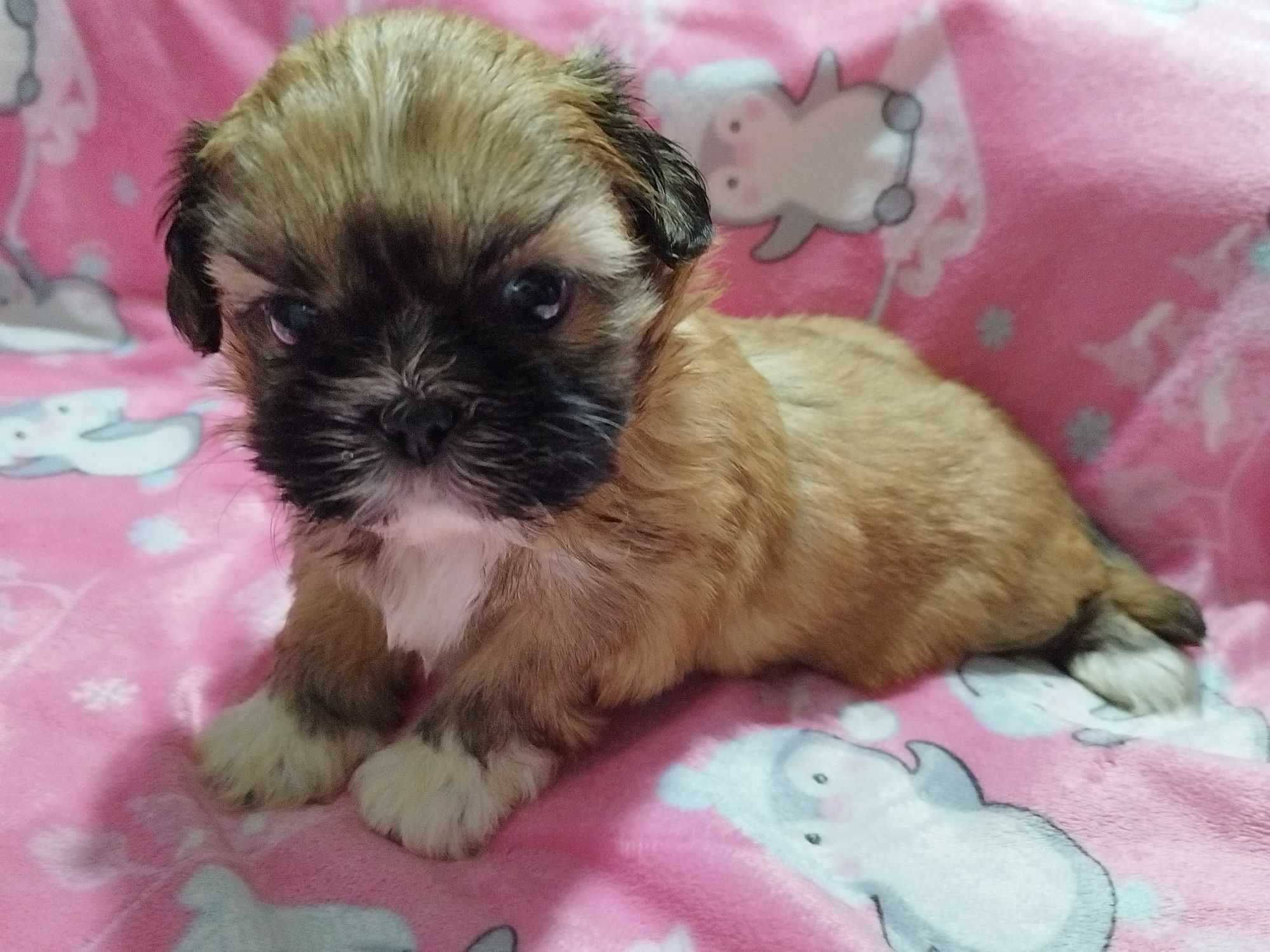 *** Śliczna Maleńka Dziewczynka Shih Tzu ***