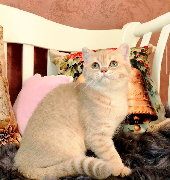 Шотландський котусик