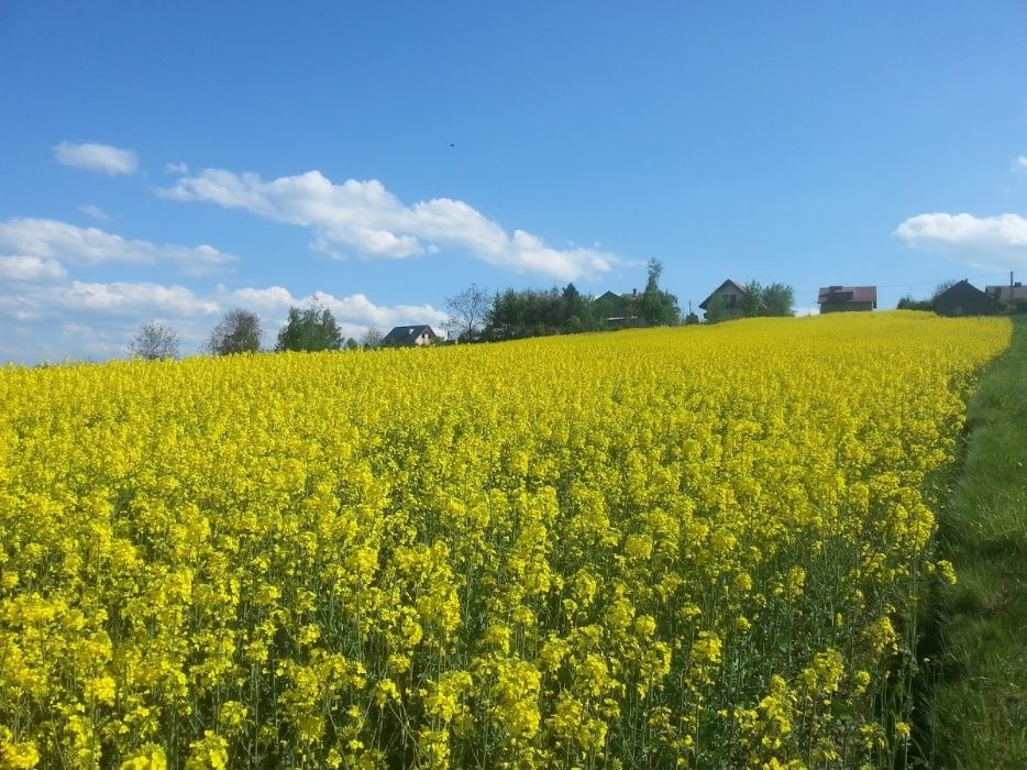 Miód z przydomowej pasieki. 2024 !