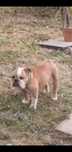 Bulldog ingles 6 anos femea