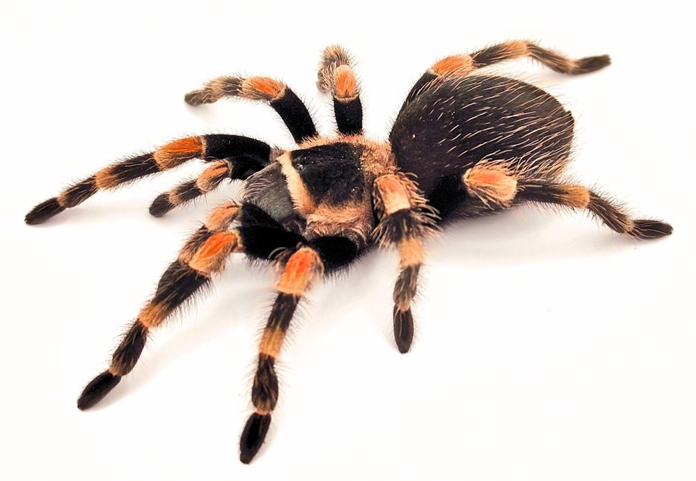 Oferta - ptaszniki oraz pająki właściwie