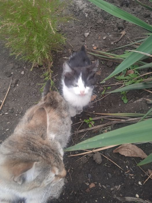 Кошенята маленькие