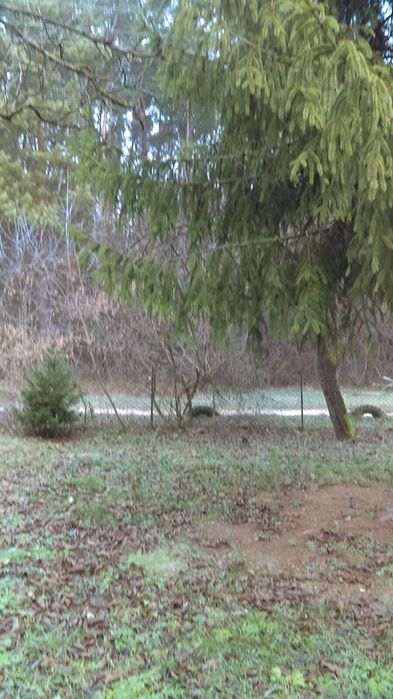 будинок земельною ділянкою в лісі