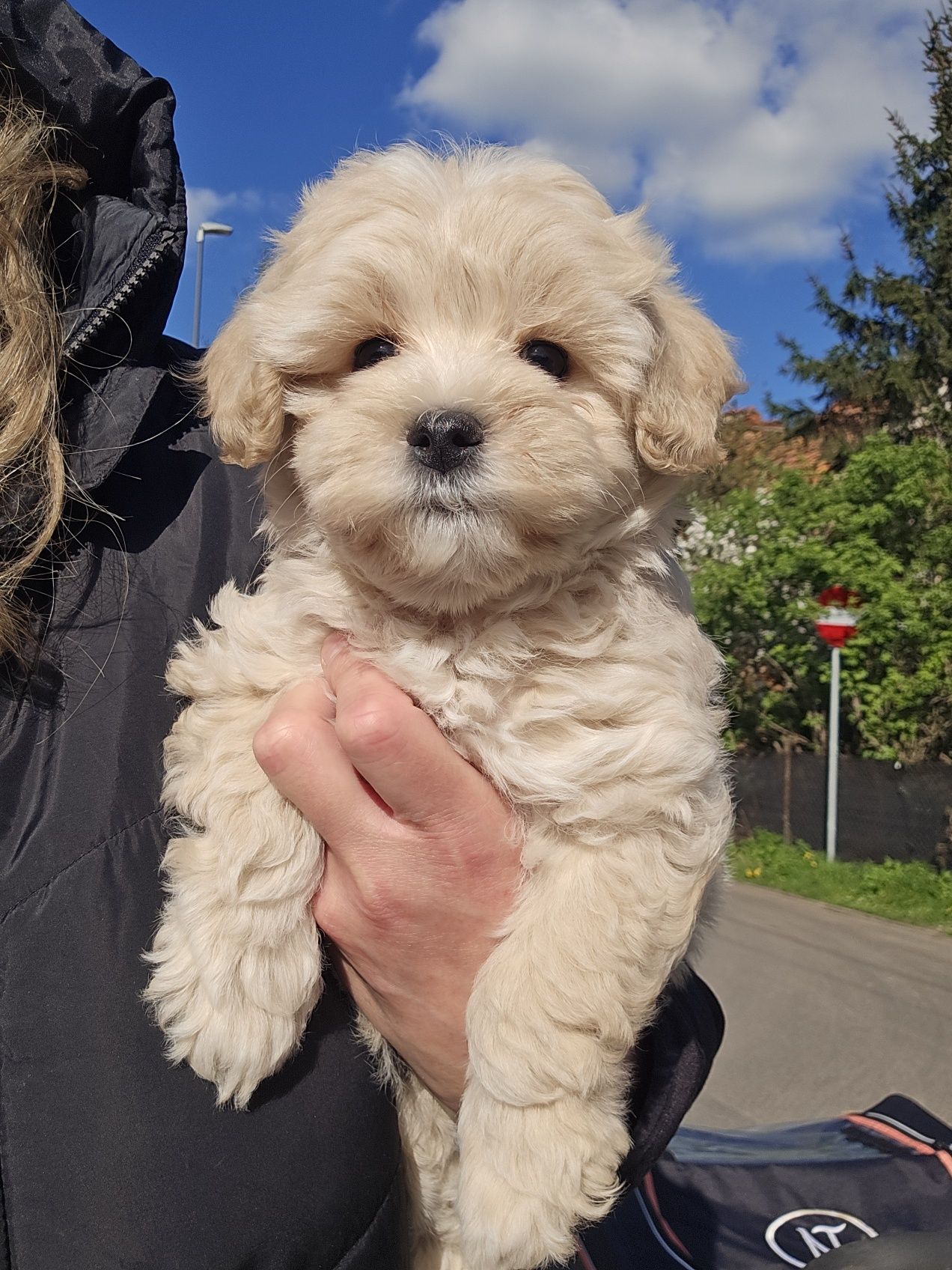 Maltipoo f1b/ dziewczynka