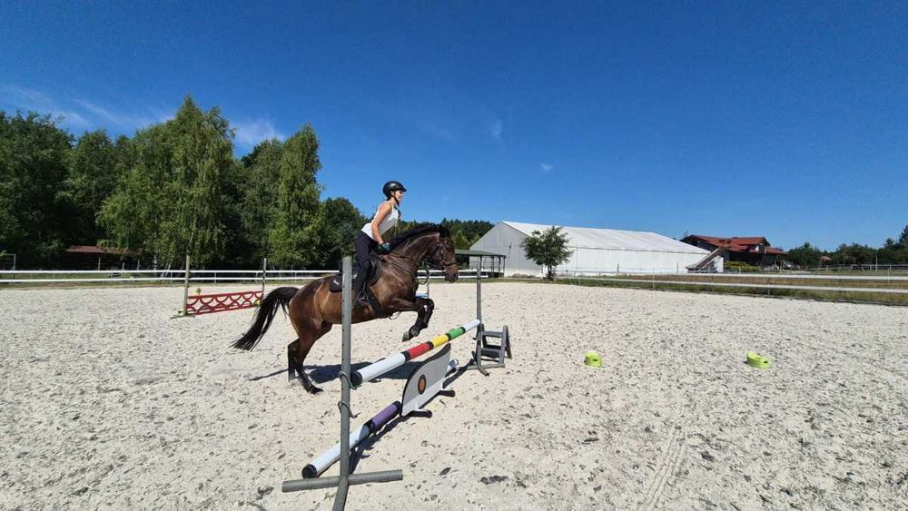 drobna klacz do skoków i rekreacji