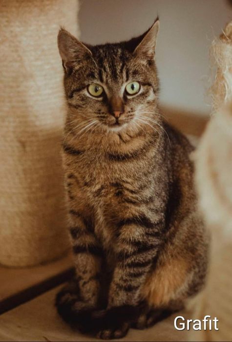 Przytulaśne koty czekają na kochające domy