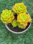 Suculentas echeverias e outras