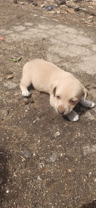 Віддам цуценят безкоштовно
