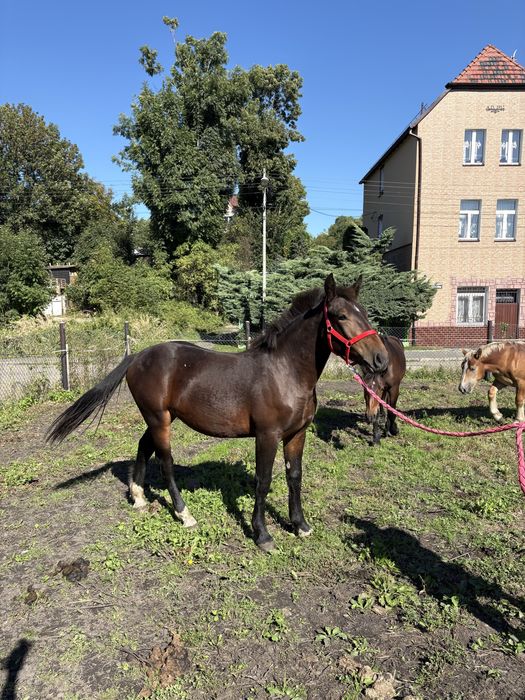 Sprzedam roczną klacz