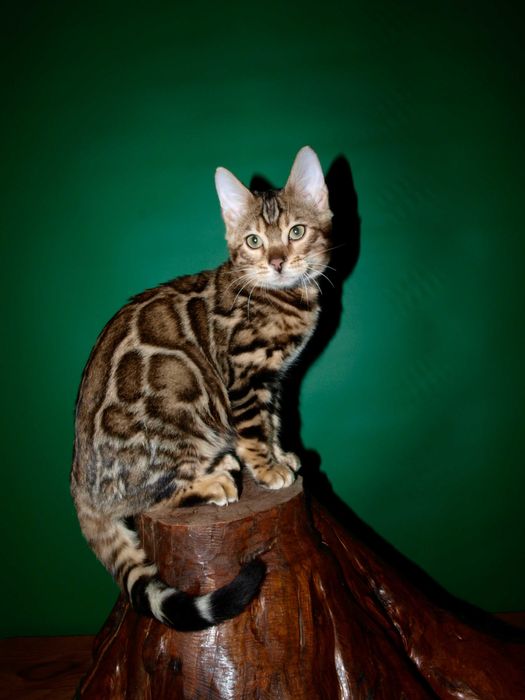 Отличный котенок.Мальчик. Документы.