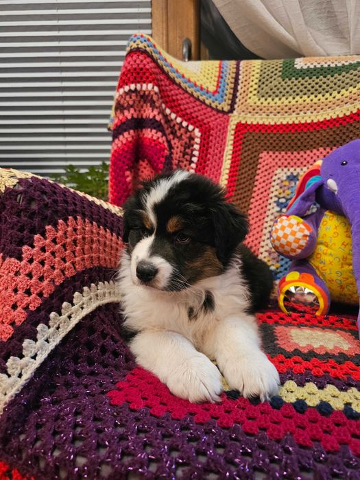 Owczarek Australijski (AUSSIE) - Black tri -  ZKwP - FCI