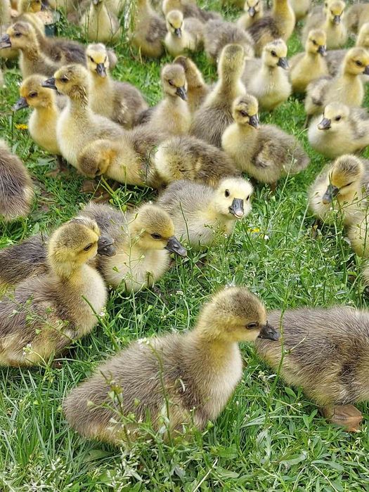 Продам курчата,каченята та гусенята