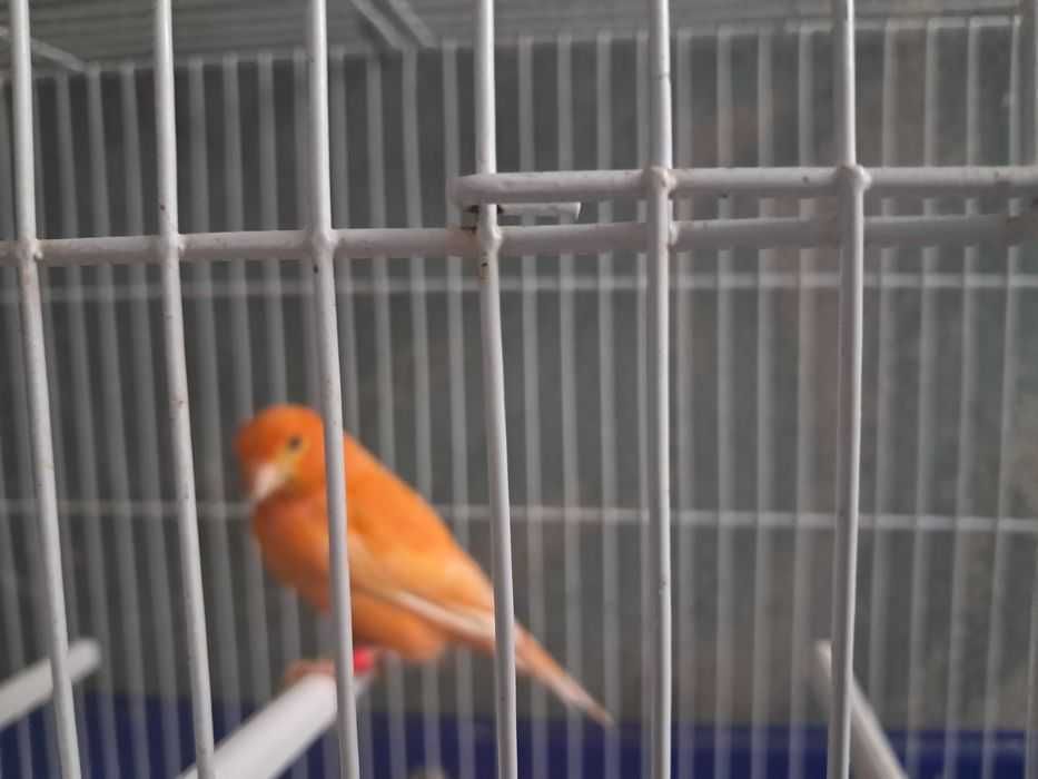 Casal de canario